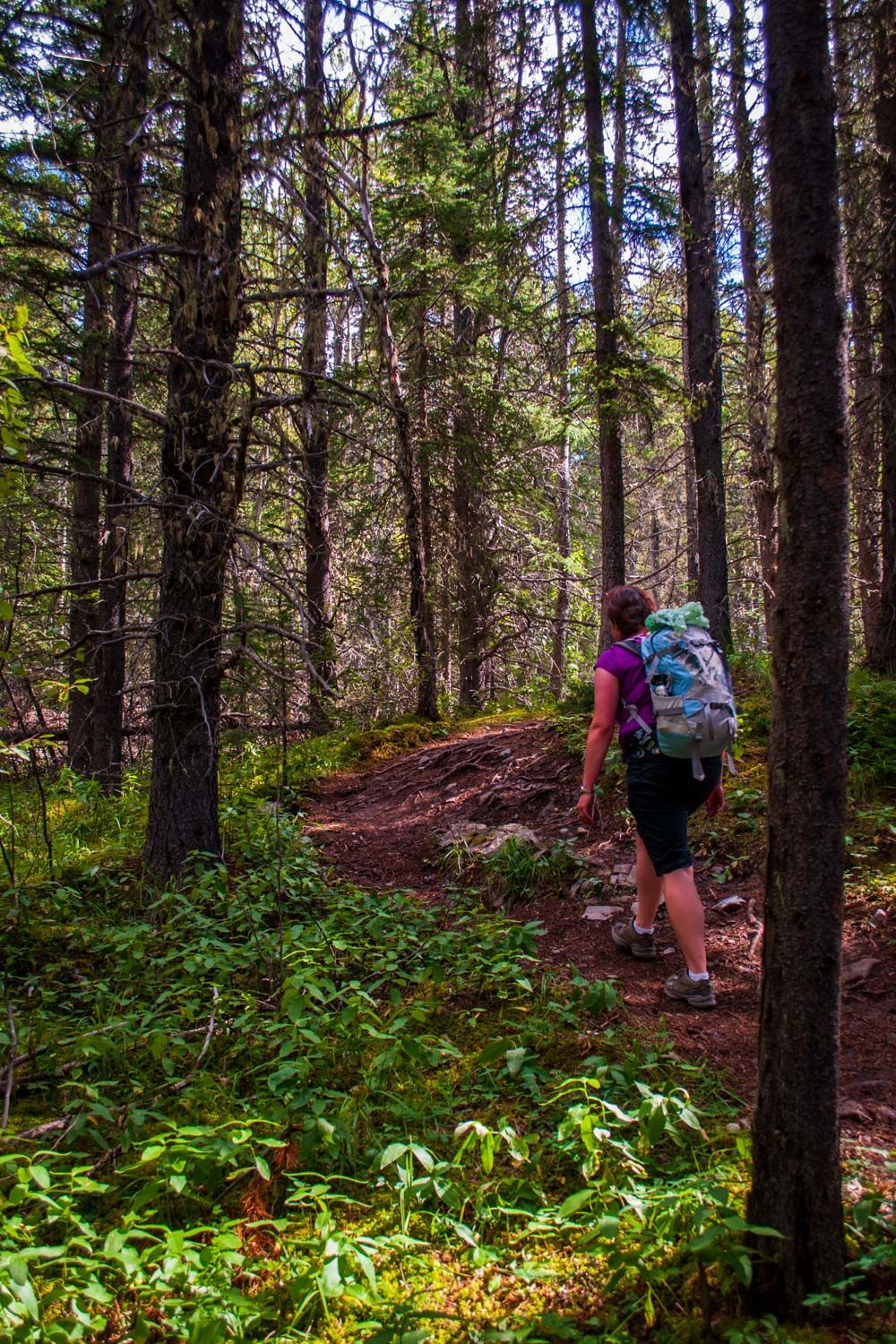 Person hiking uphill on a dirt trail through a dense forest; carrying a backpack.