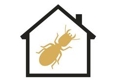termite insect inspection