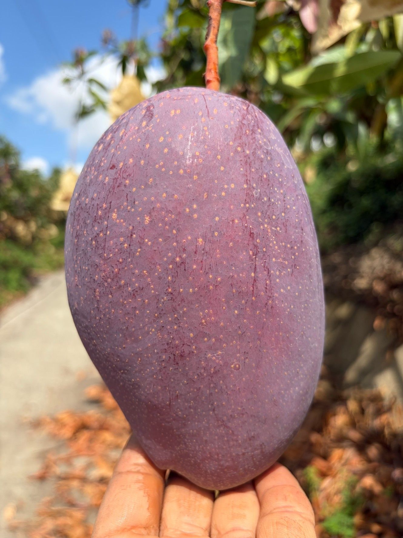 玉文芒果?限量登場2箱裝