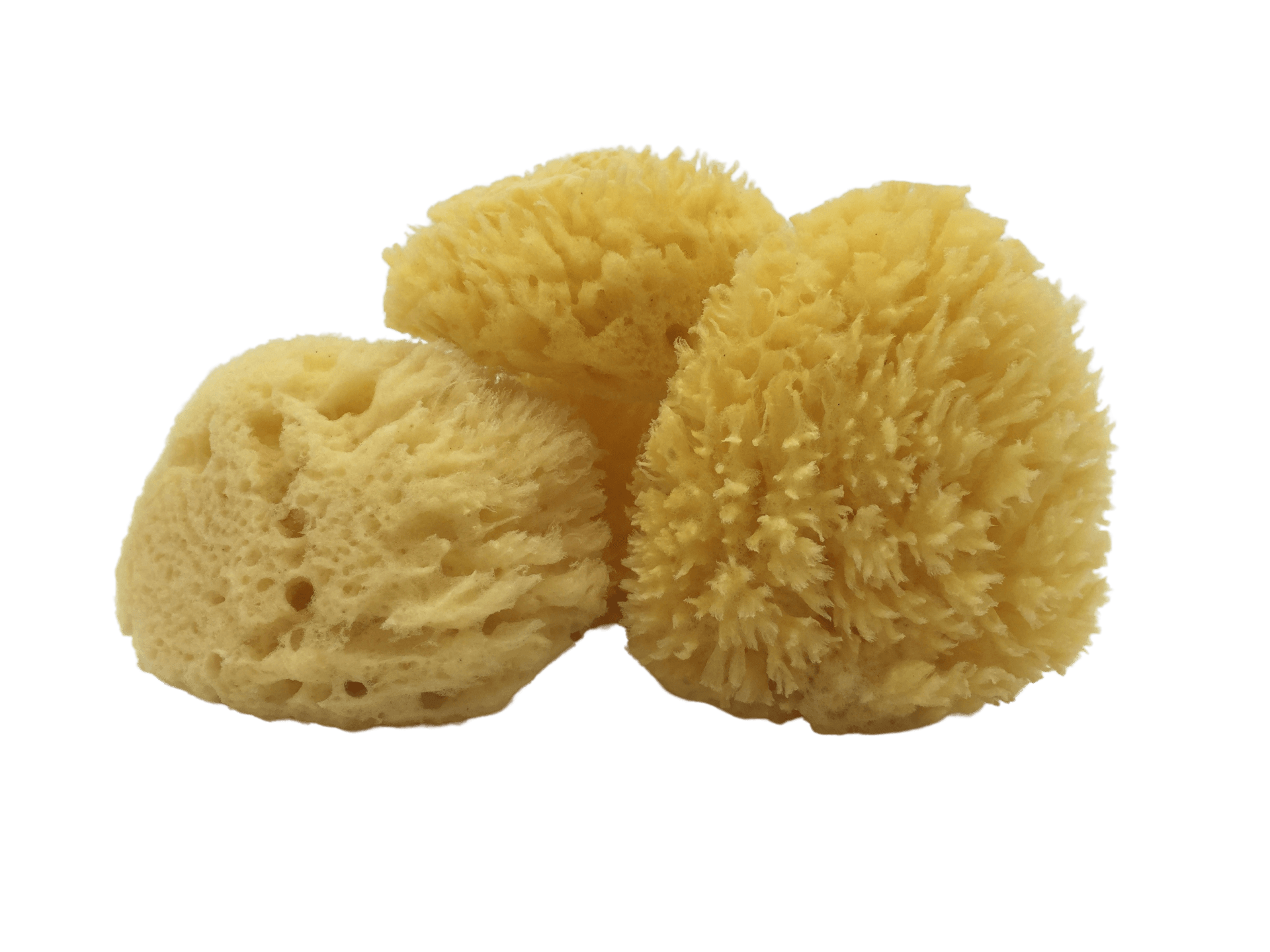 How to Integrate a Sea Sponge into Your Daily Beauty Regimen