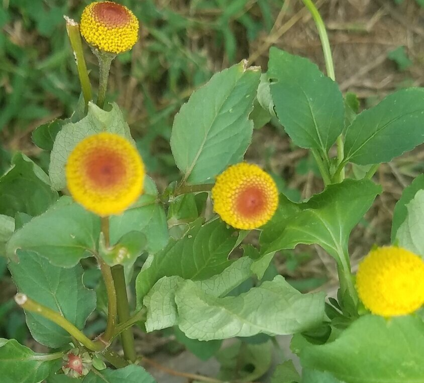 The Marvel of Spilanthes Acmella: A Comprehensive Guide to Its Medicinal Power
