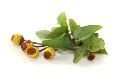 The Marvel of Spilanthes Acmella: A Comprehensive Guide to Its Medicinal  Power