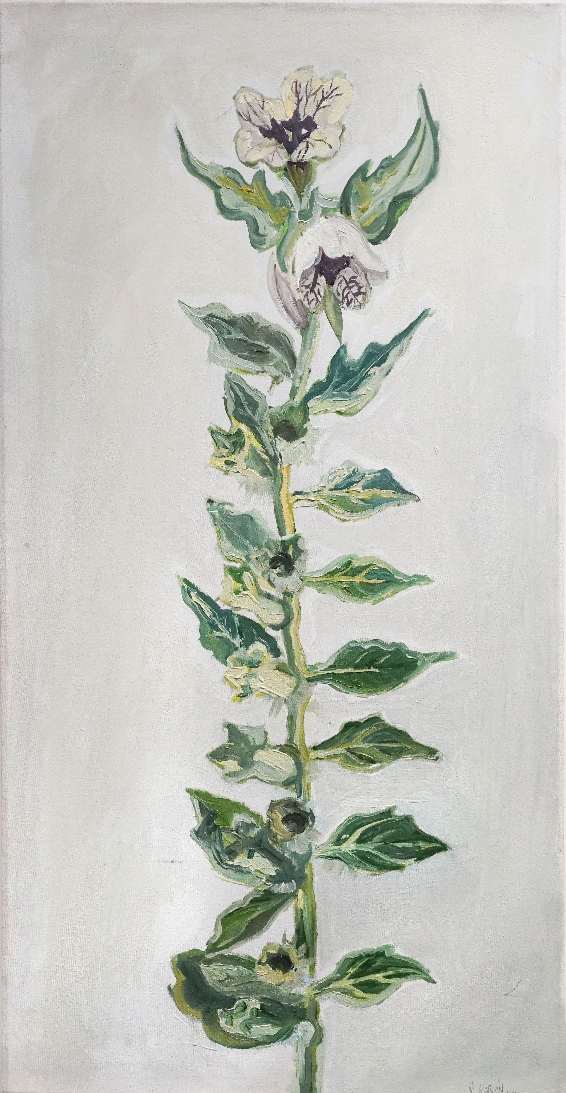 Beleño negro - Mariana Alarcón