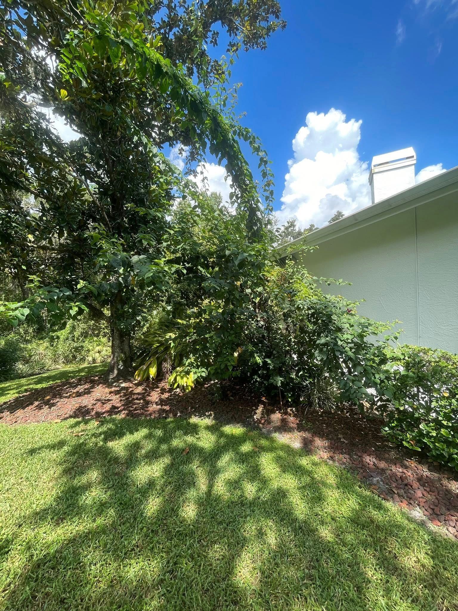 Tree and shrubs next to a building on a sunny day. Green grass and blue sky with clouds.