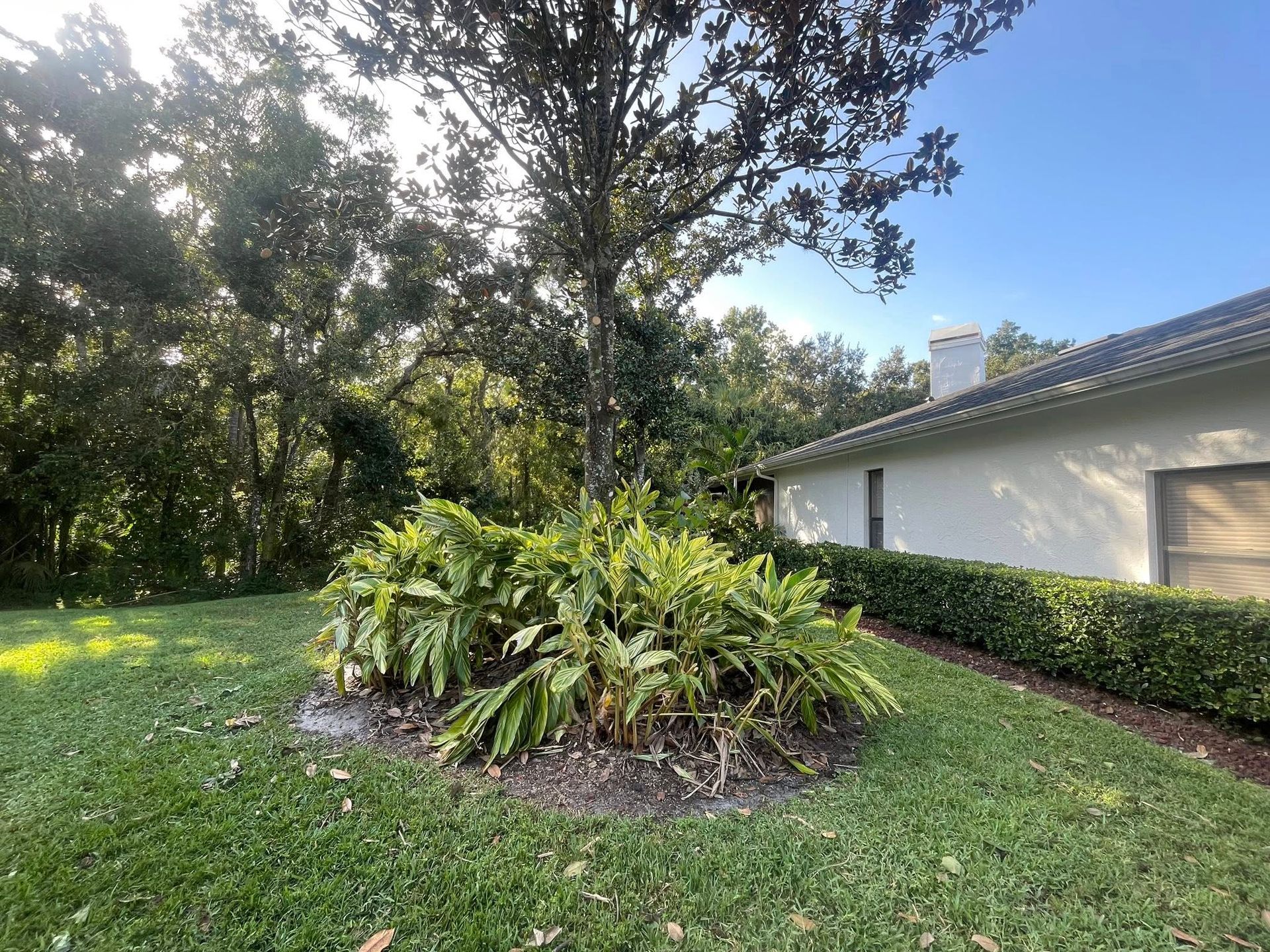 Lush green plants and a large tree in front of a white building with a manicured hedge, under a blue sky.
