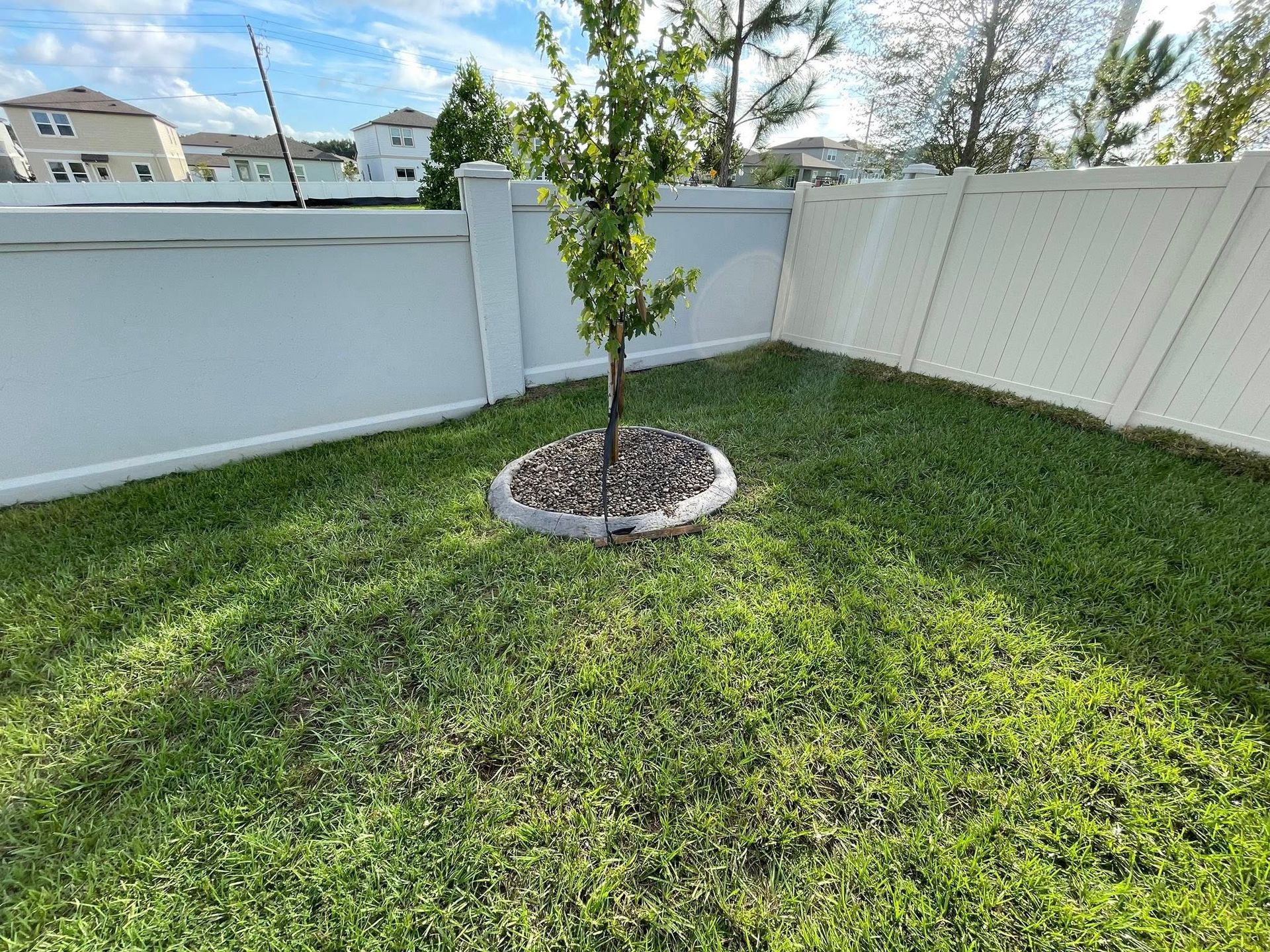 A small tree in a grassy yard, surrounded by rocks and bordered by white fences.