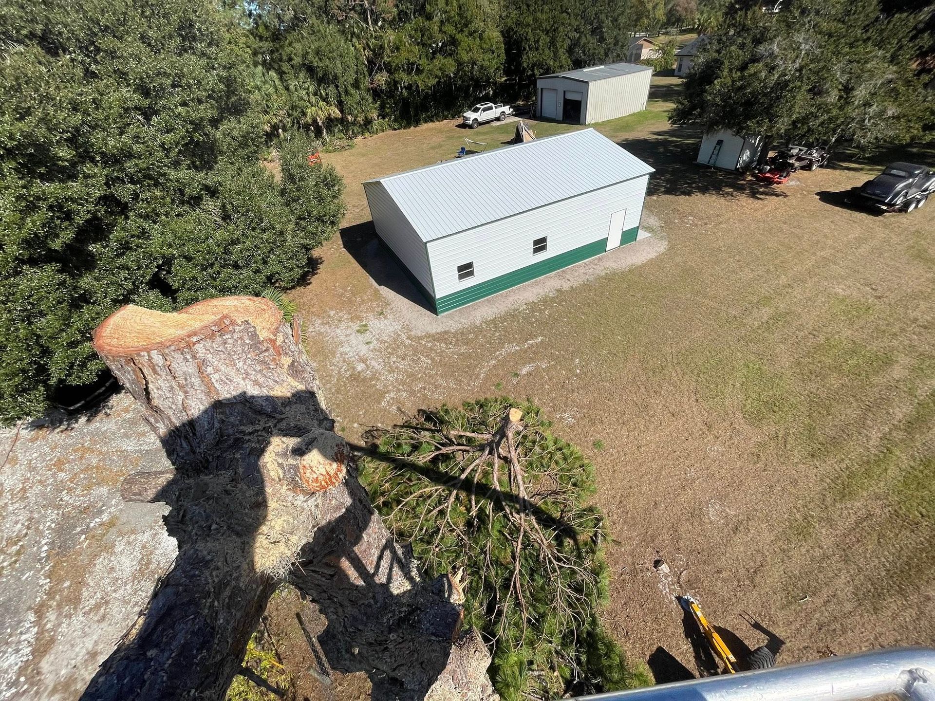 A tree being cut down near a metal building and grassy area; sunny day.