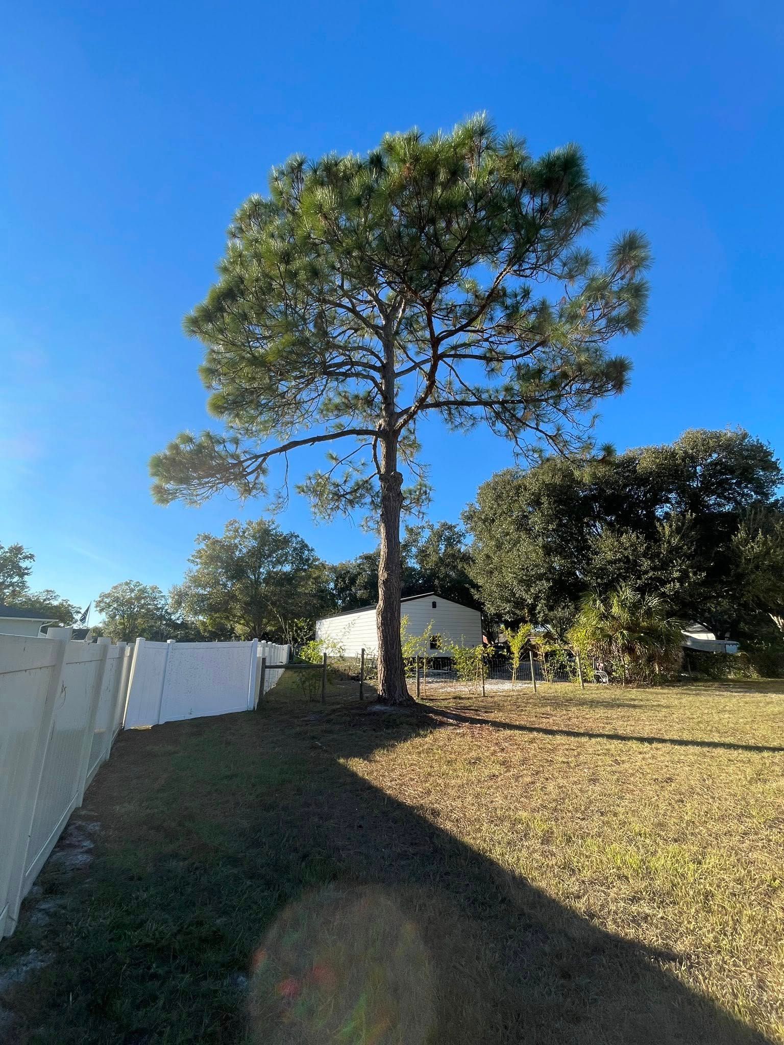 A tall pine tree in a sunny yard casts a long shadow over brown grass and white fence.