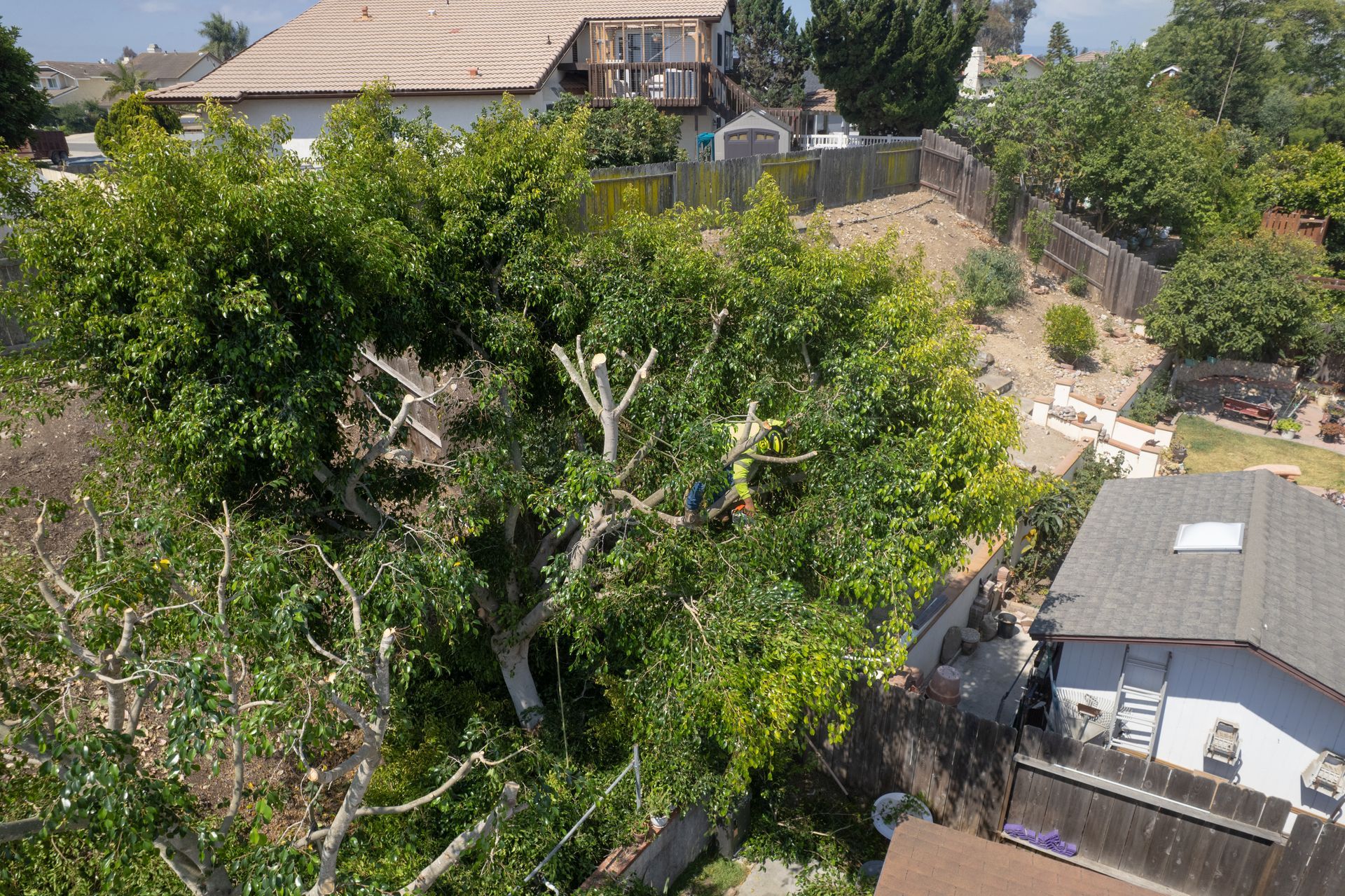 A leafy backyard with large trees, houses, and a sloped driveway in a suburban neighborhood.