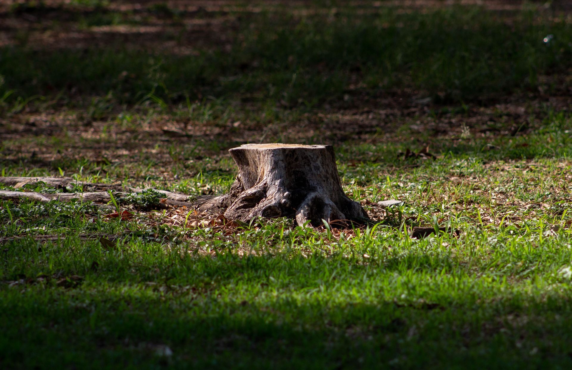 Tree stump in a grassy park clearing with sunlight and shadows.
