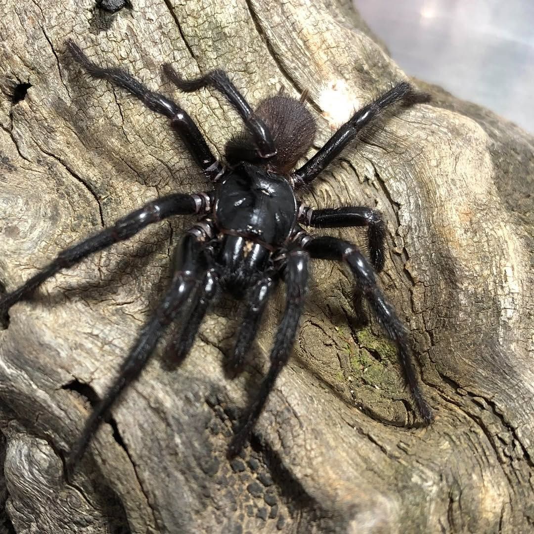 A glossy black funnel-web spider with long legs crawling on a piece of textured, light-coloured wood.