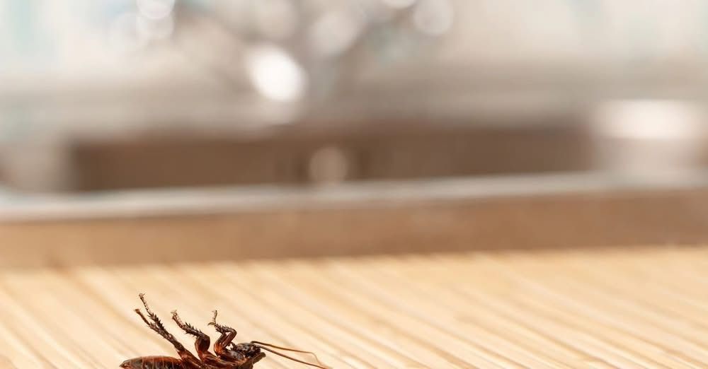A brown cockroach lies on its back on a light-colored wooden surface in front of a blurry kitchen sink.
