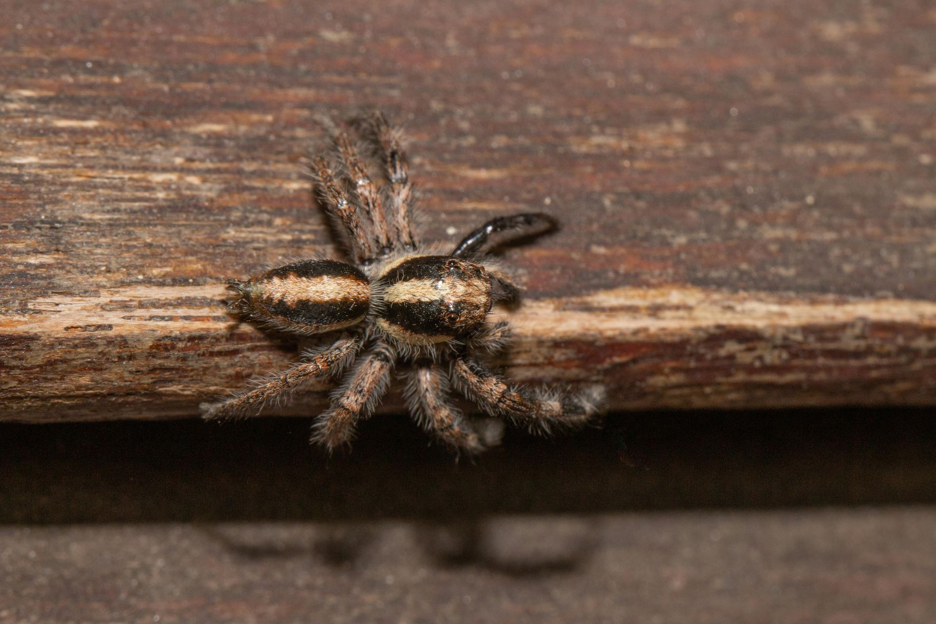 A brown and tan jumping spider with striped markings resting on a textured wooden surface.