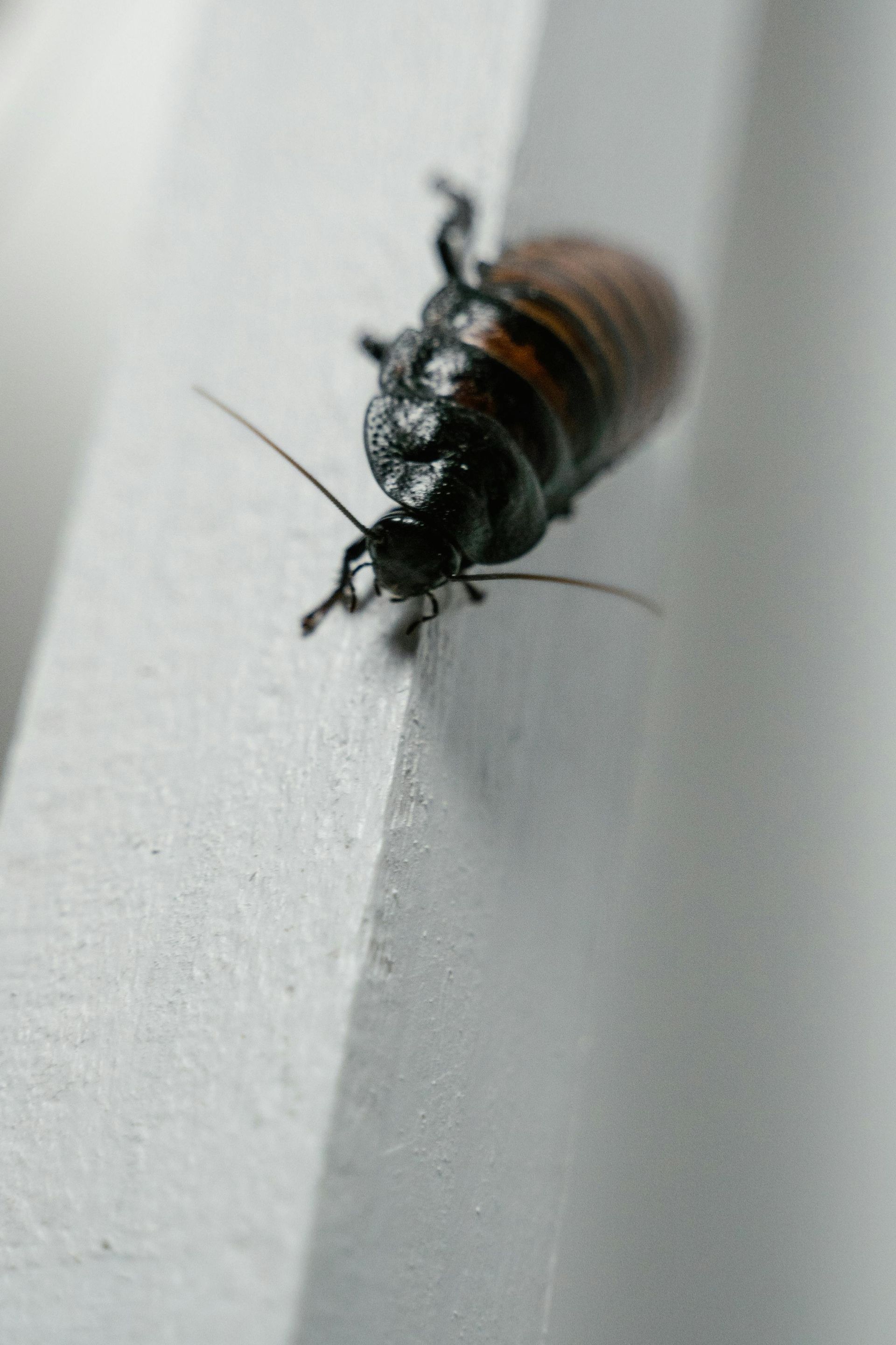 A dark, segmented cockroach climbing a white, angled surface.