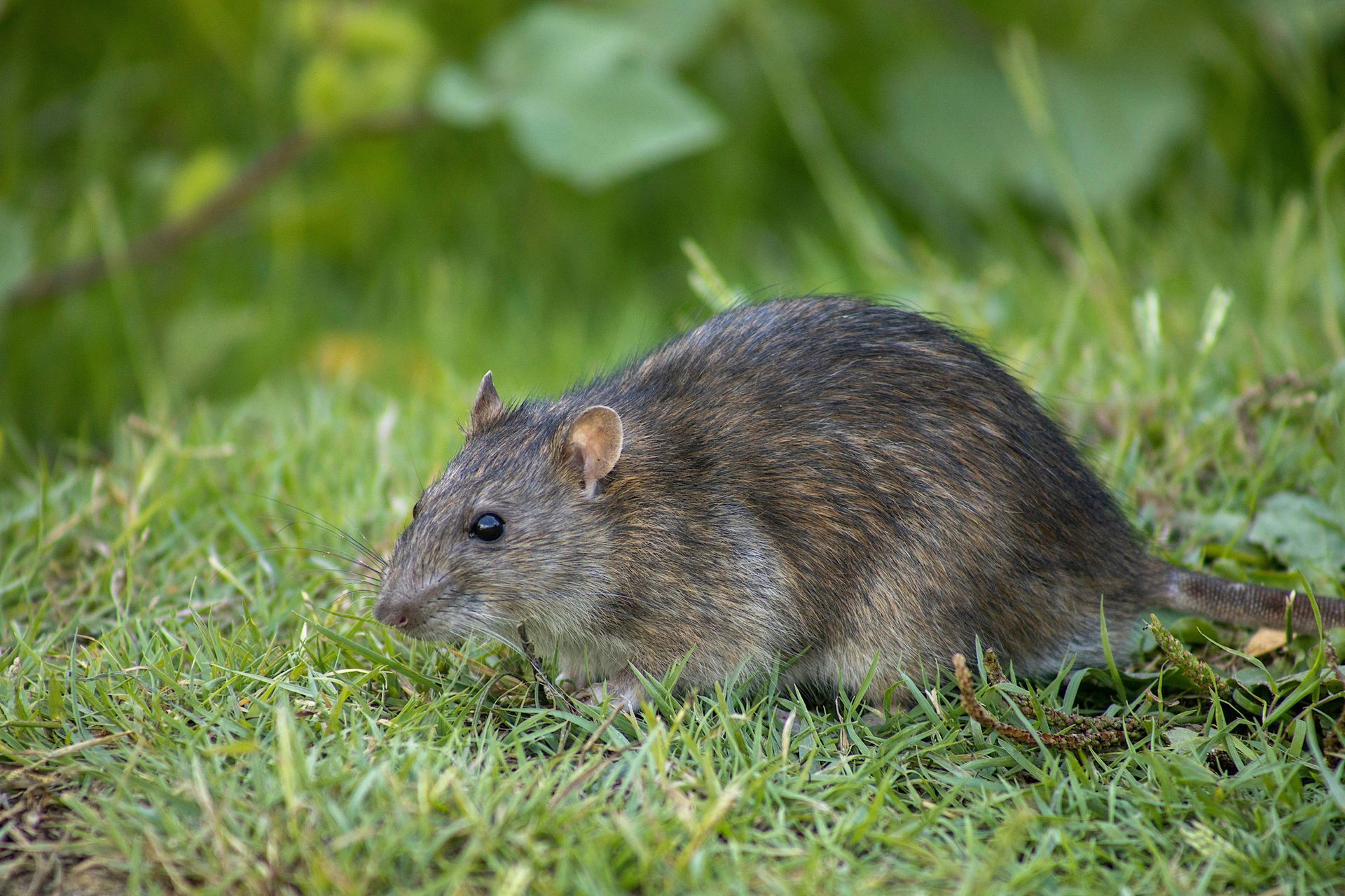 A black rat with thick fur and small, rounded ears sitting in green grass.