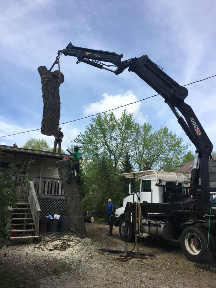 Tree Removal Bloomfield