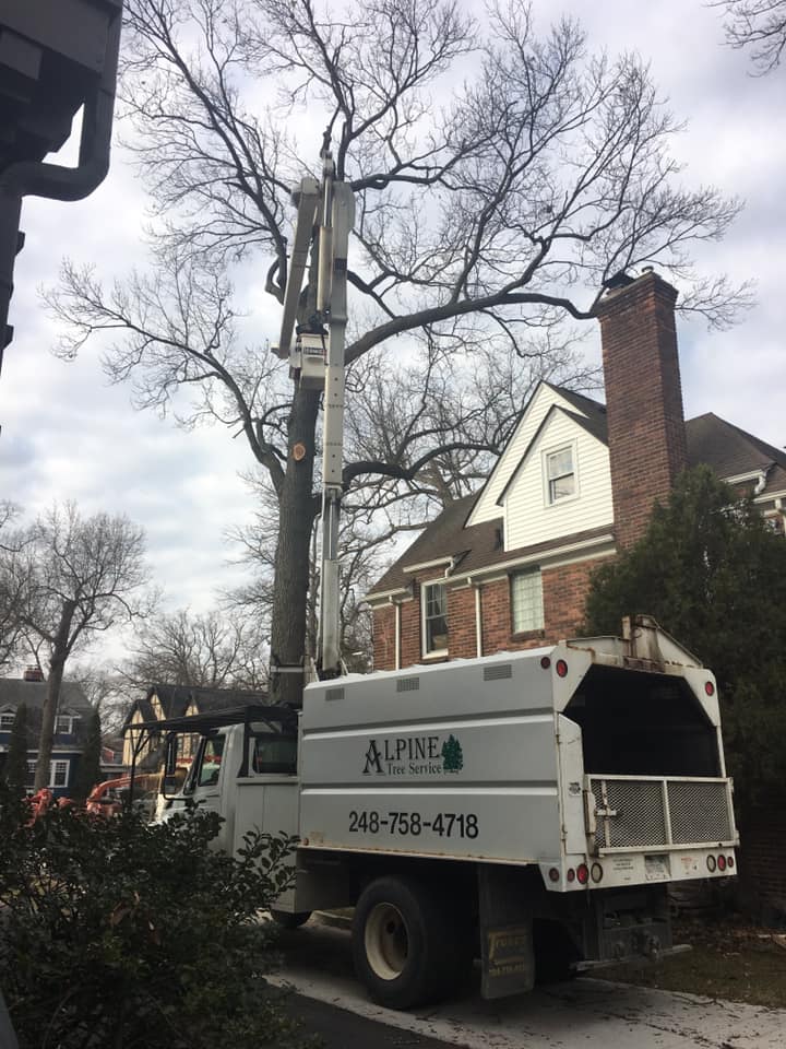 Oakland County Tree Trimming