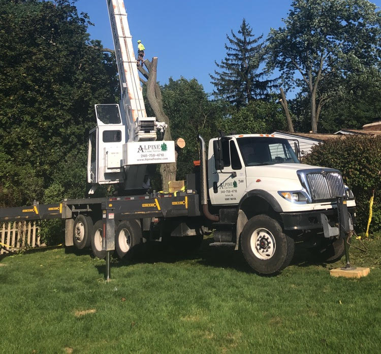Tree Removal Oxford MI