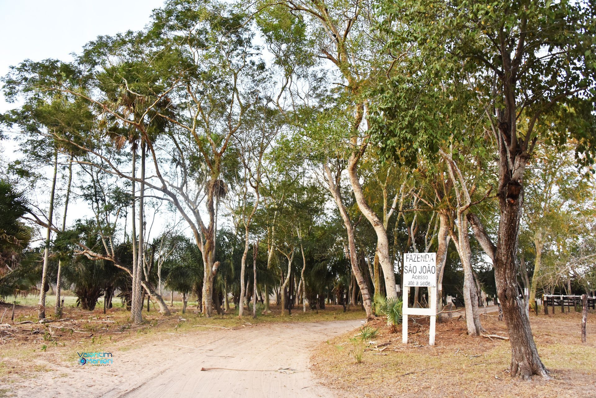 Uma estrada de terra atravessando uma floresta verdejante