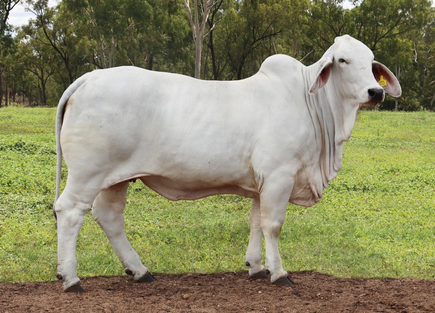 Annavale Brahmans