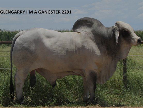 Glengarry-gangster