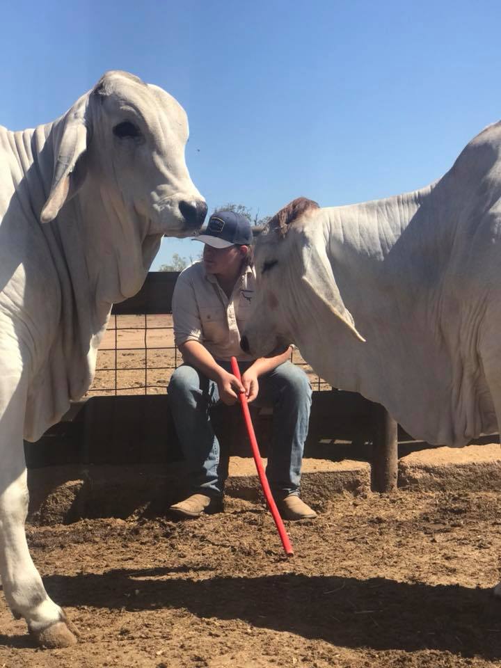 man-between-cows
