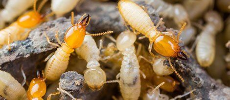 Termite Inspection — Termites or White Ants Crawling on Wood in Wilmington, DE