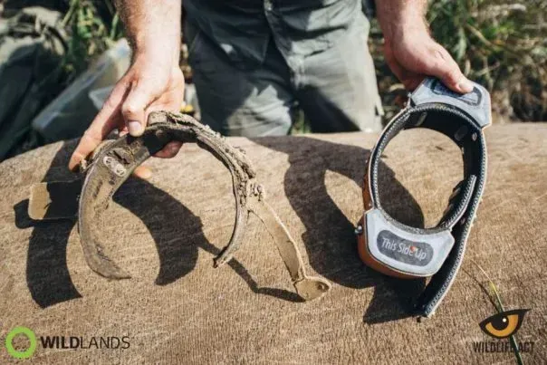 A person is holding a tracking collar in their hands.
