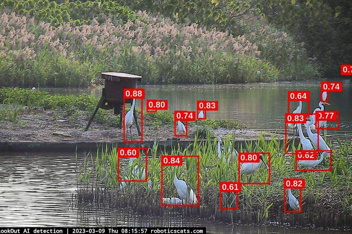 An AI-powered bird counting system in action in Hong Kong