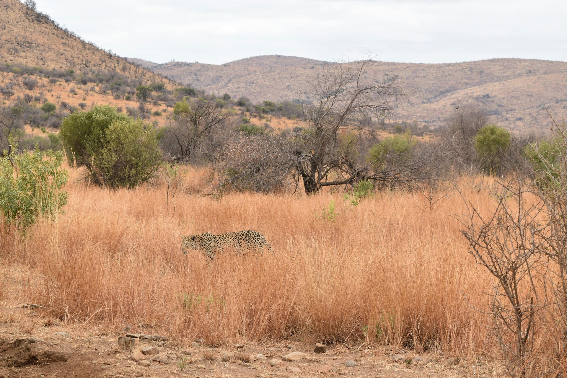 A field of tall grass with trees and mountains in the background.