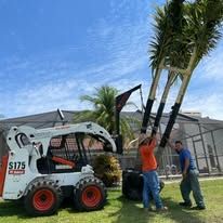 A man is lifting a palm tree in front of a bobcat.