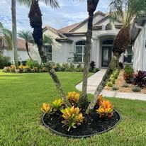 A palm tree in the middle of a lush green lawn in front of a house.