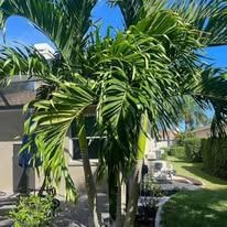 There are many palm trees in the backyard of a house.