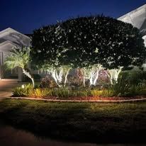 A row of trees are lit up at night in front of a house.