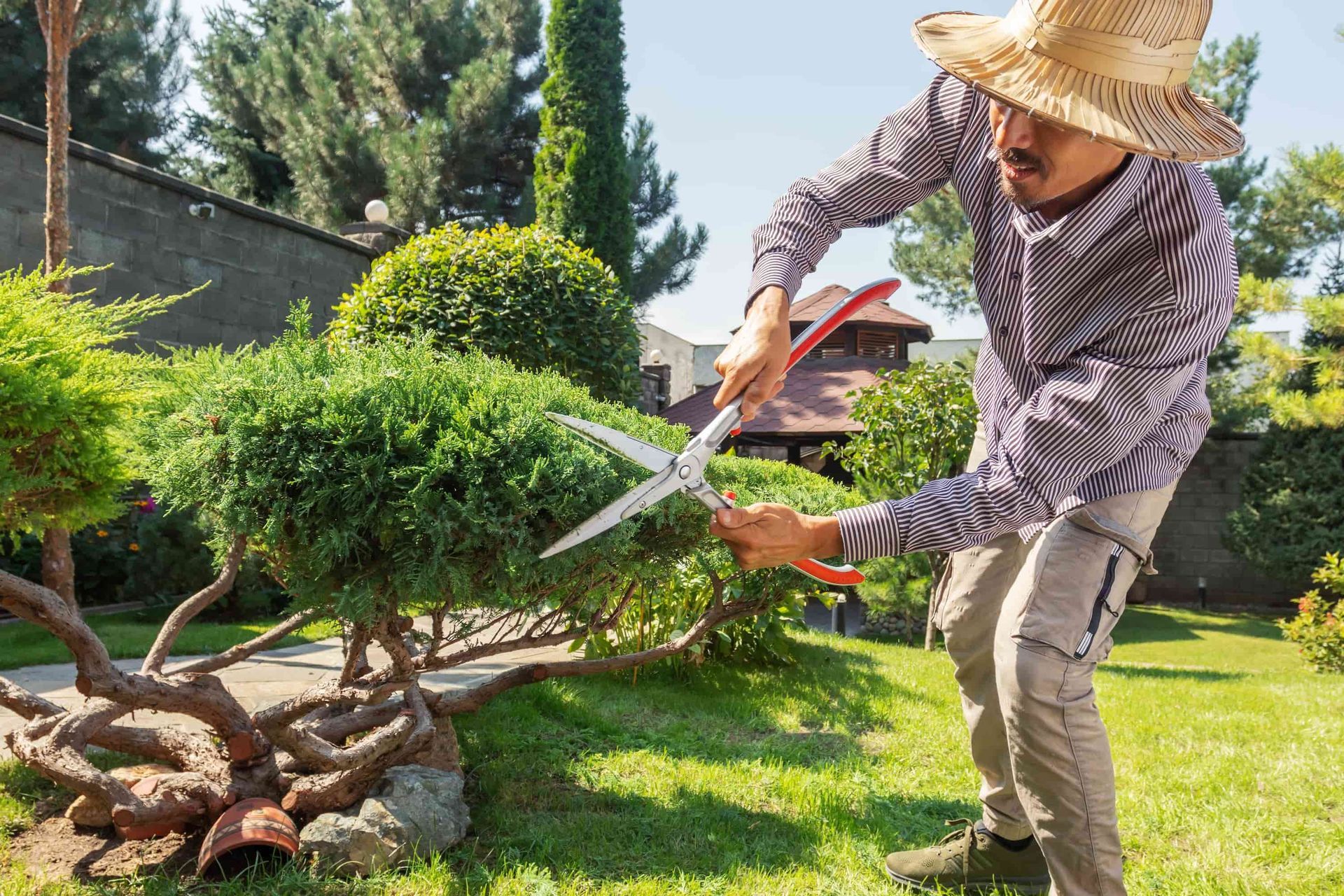 Man trimming a bush with pruning shears in a sunny garden, wearing a straw hat.