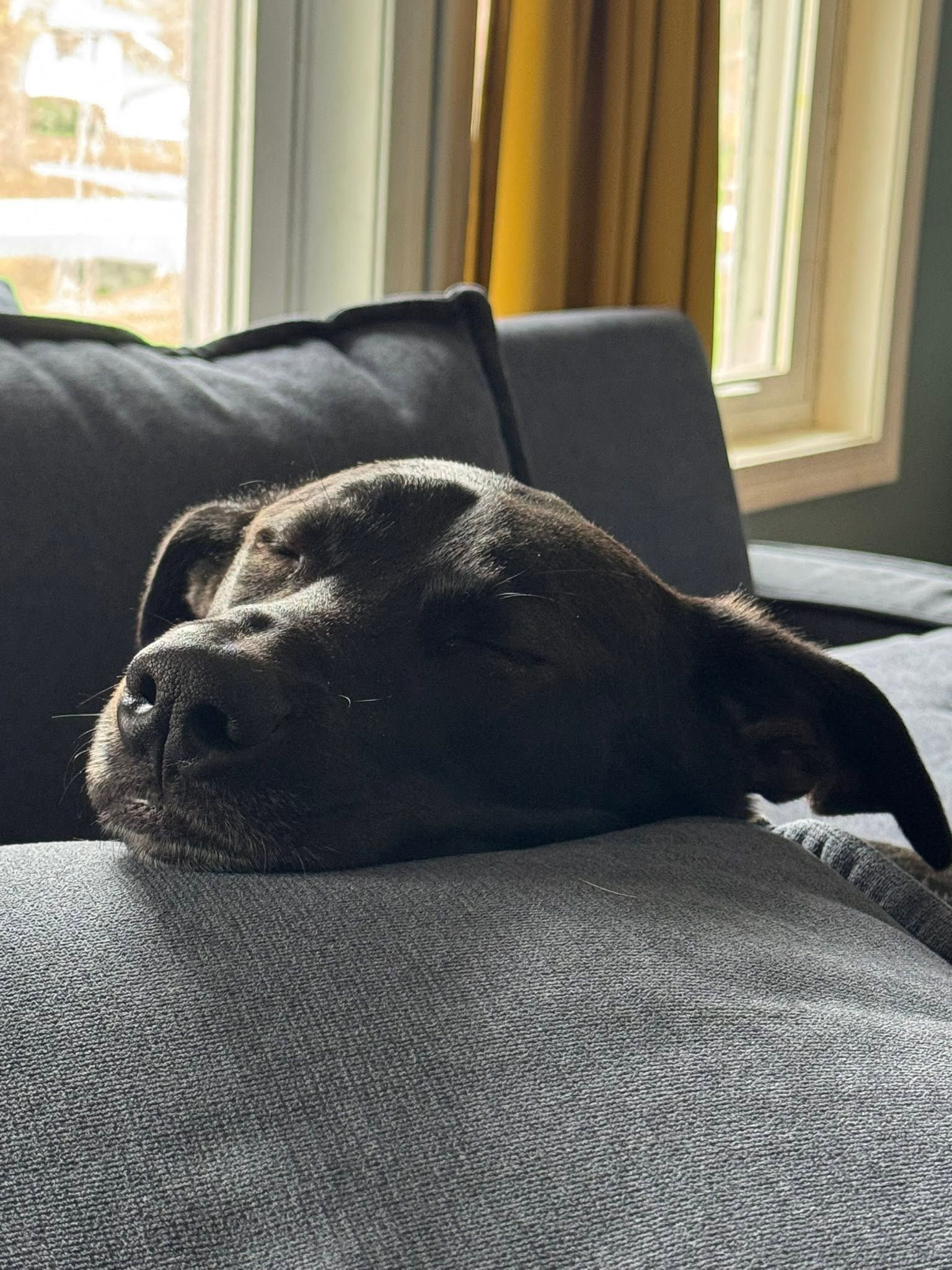 MGL Tree Service family dog