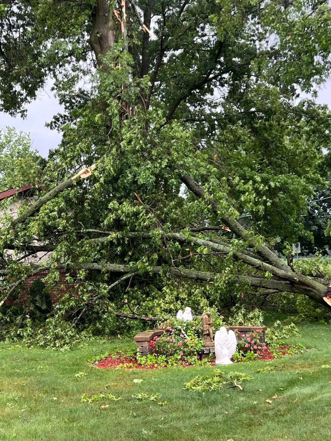 Fallen tree in Valparaiso, IN