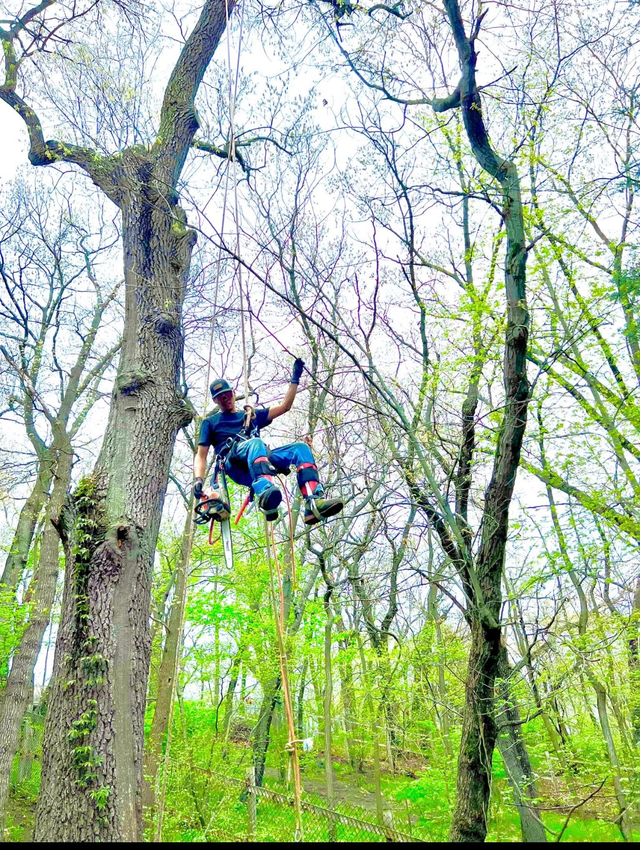 Porter County Tree Trimming 
