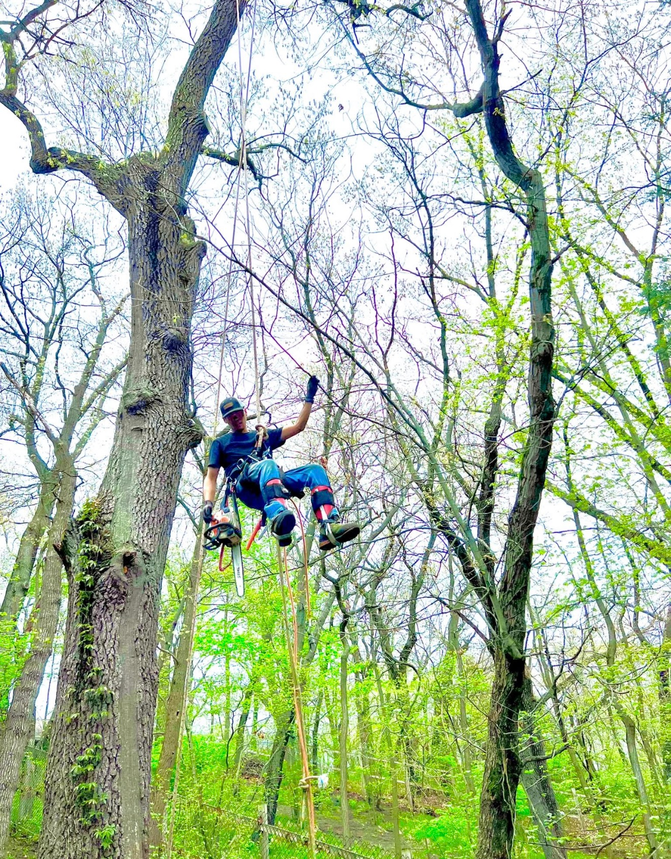 Dangerous Tree Removal in Porter County, iN