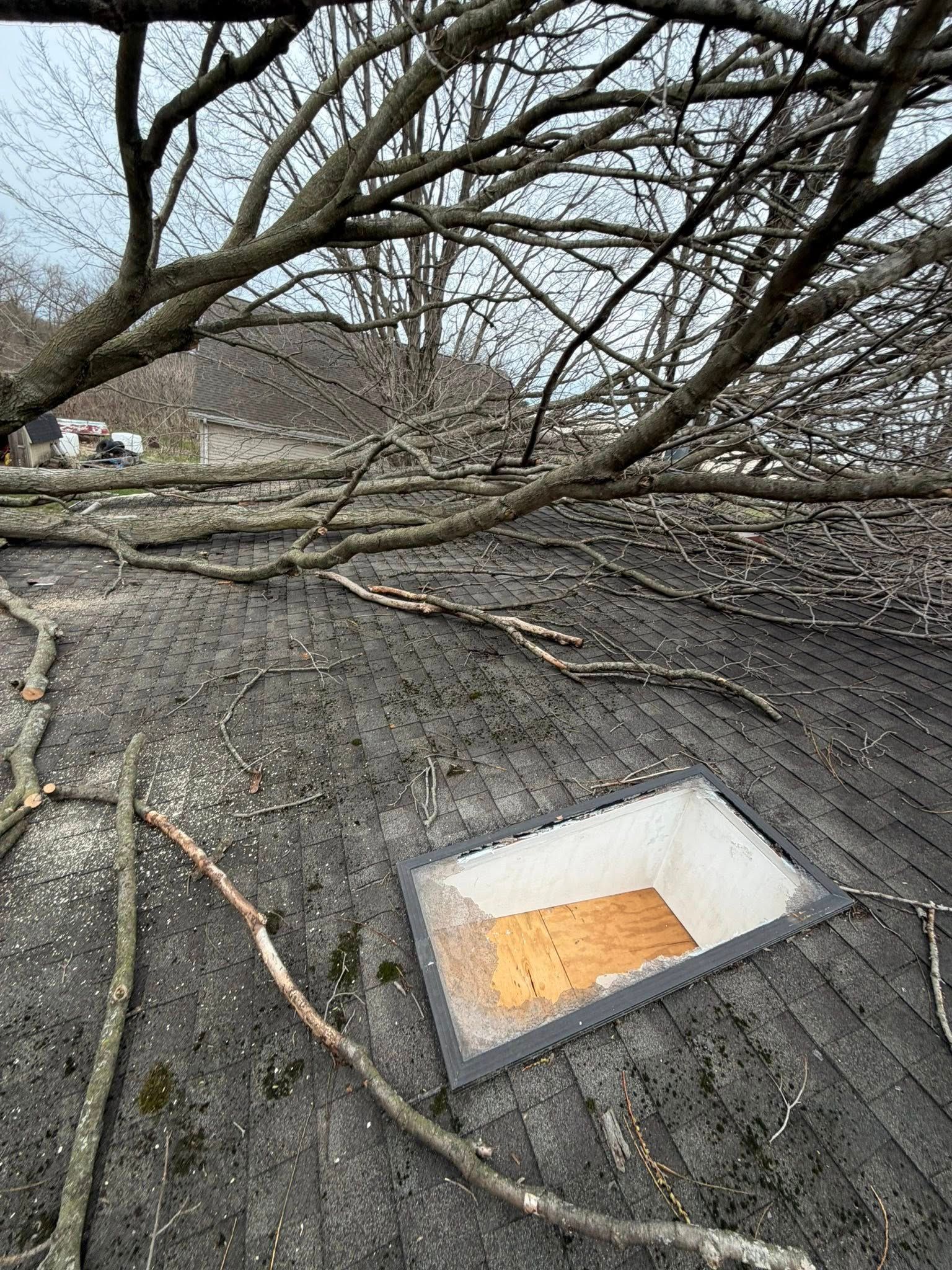Before Emergency Tree Removal by MGL Tree