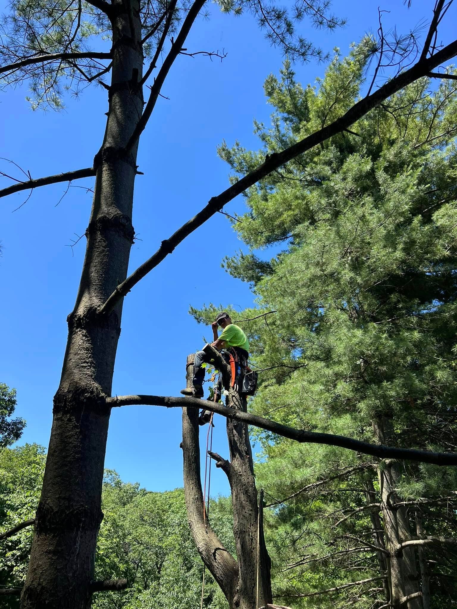 Dangerous tree branch trimming in Valparaiso, IN
