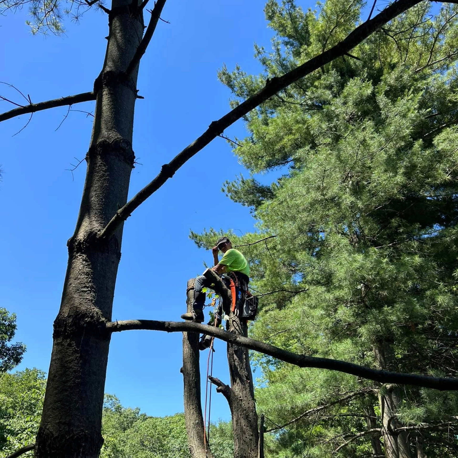 Tree worker in a green helmet using a chainsaw on a large branch high in a forested area
