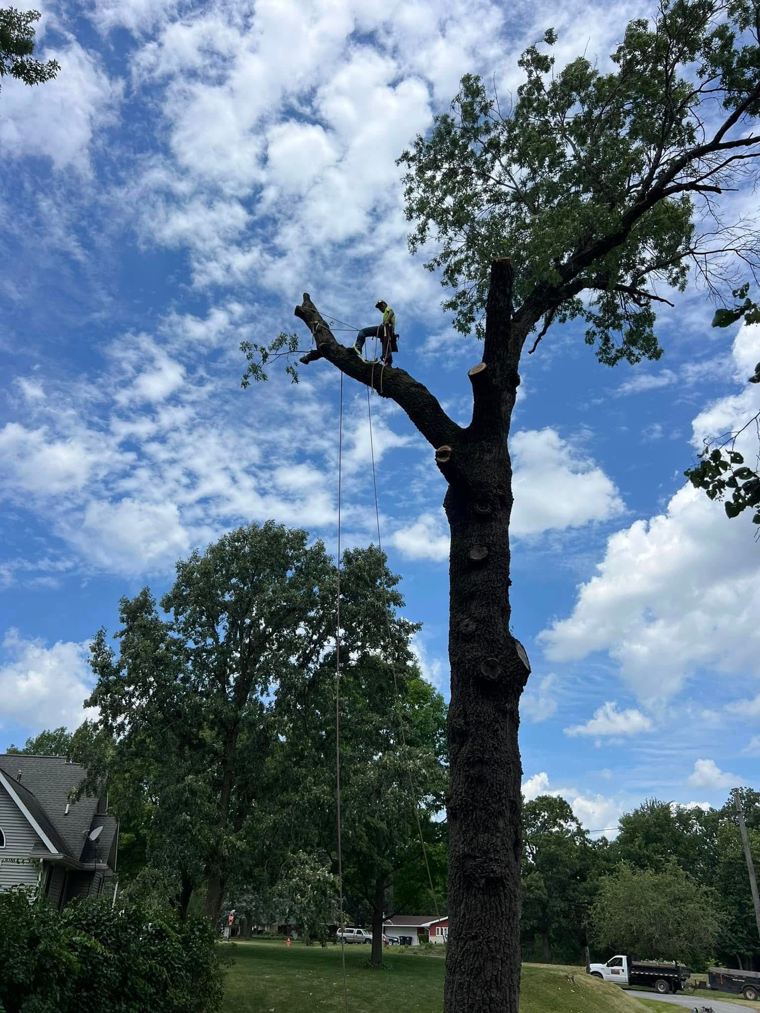 Tree Climber in Valparaiso, IN
