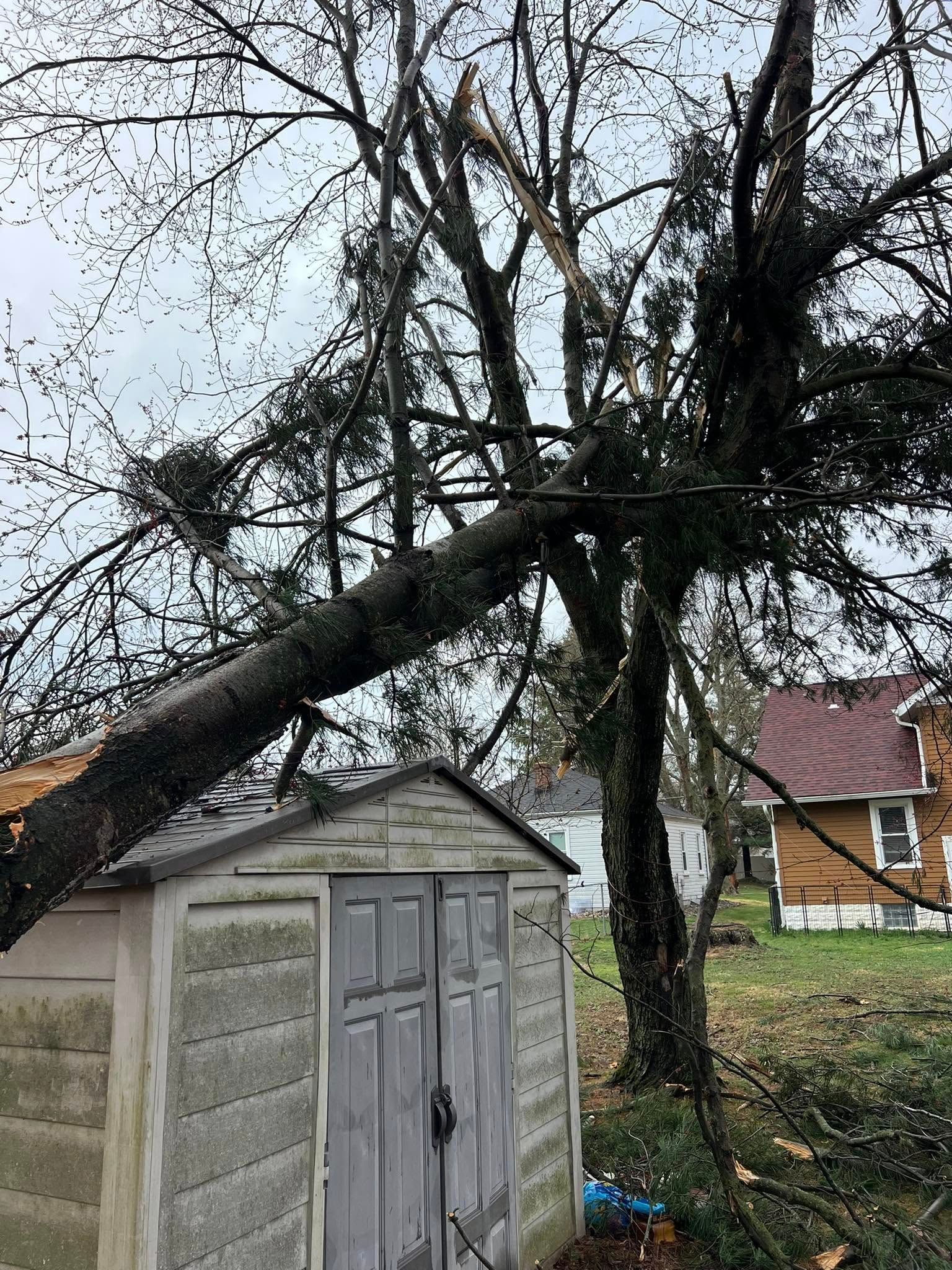 Tree fallen onto a small shed in a yard, with power lines and houses in the background.