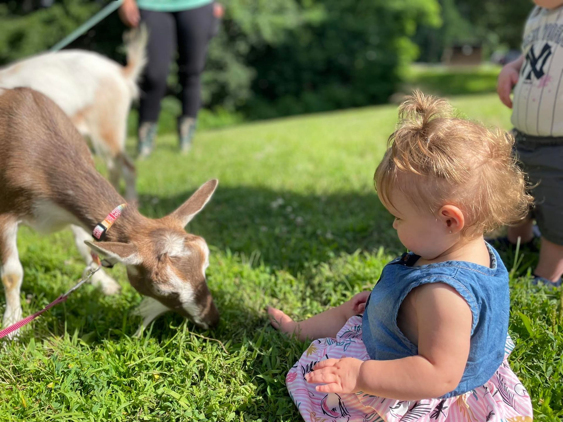 A little girl is sitting in the grass feeding a goat.