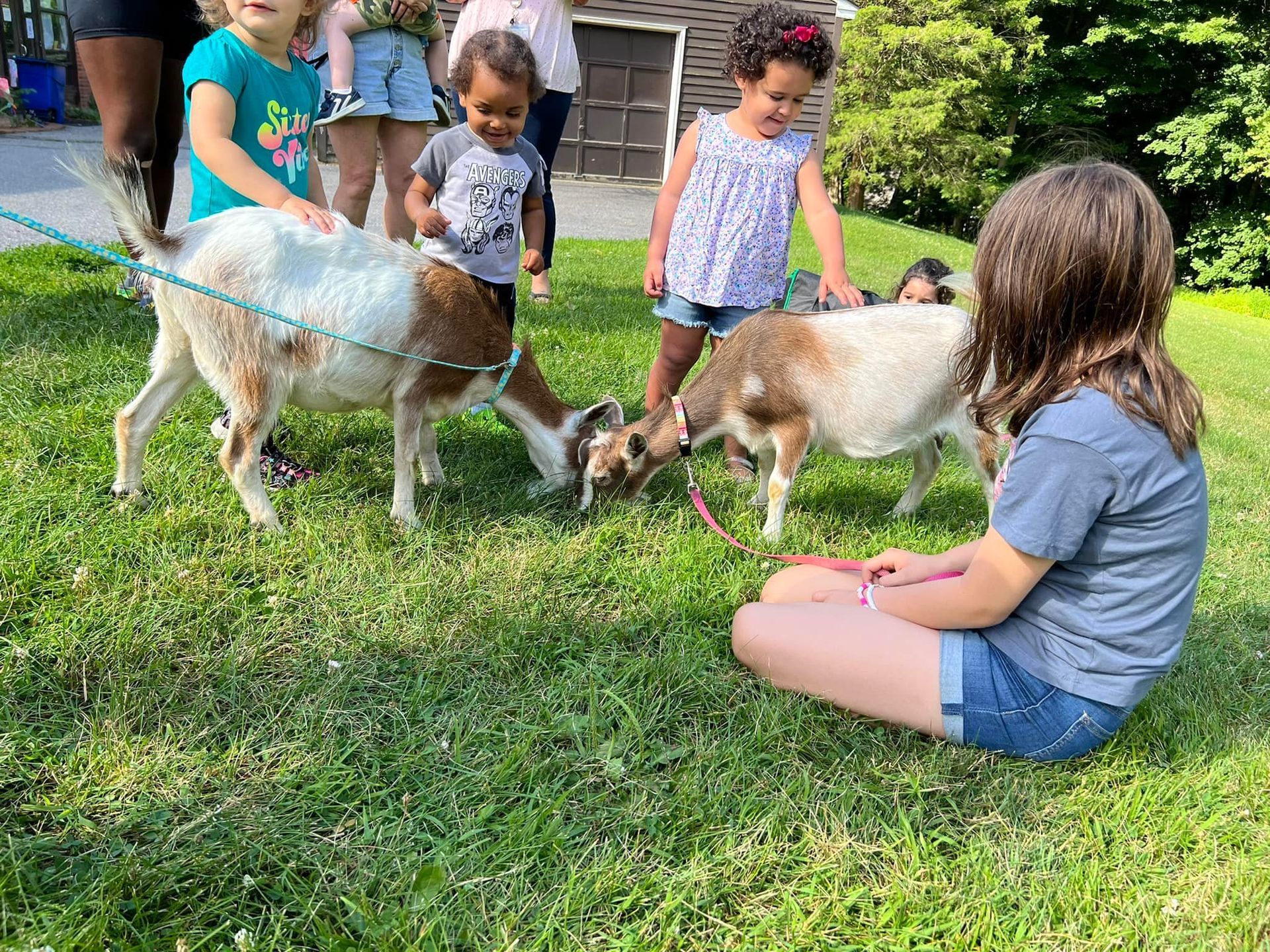 A group of children are playing with goats in the grass.
