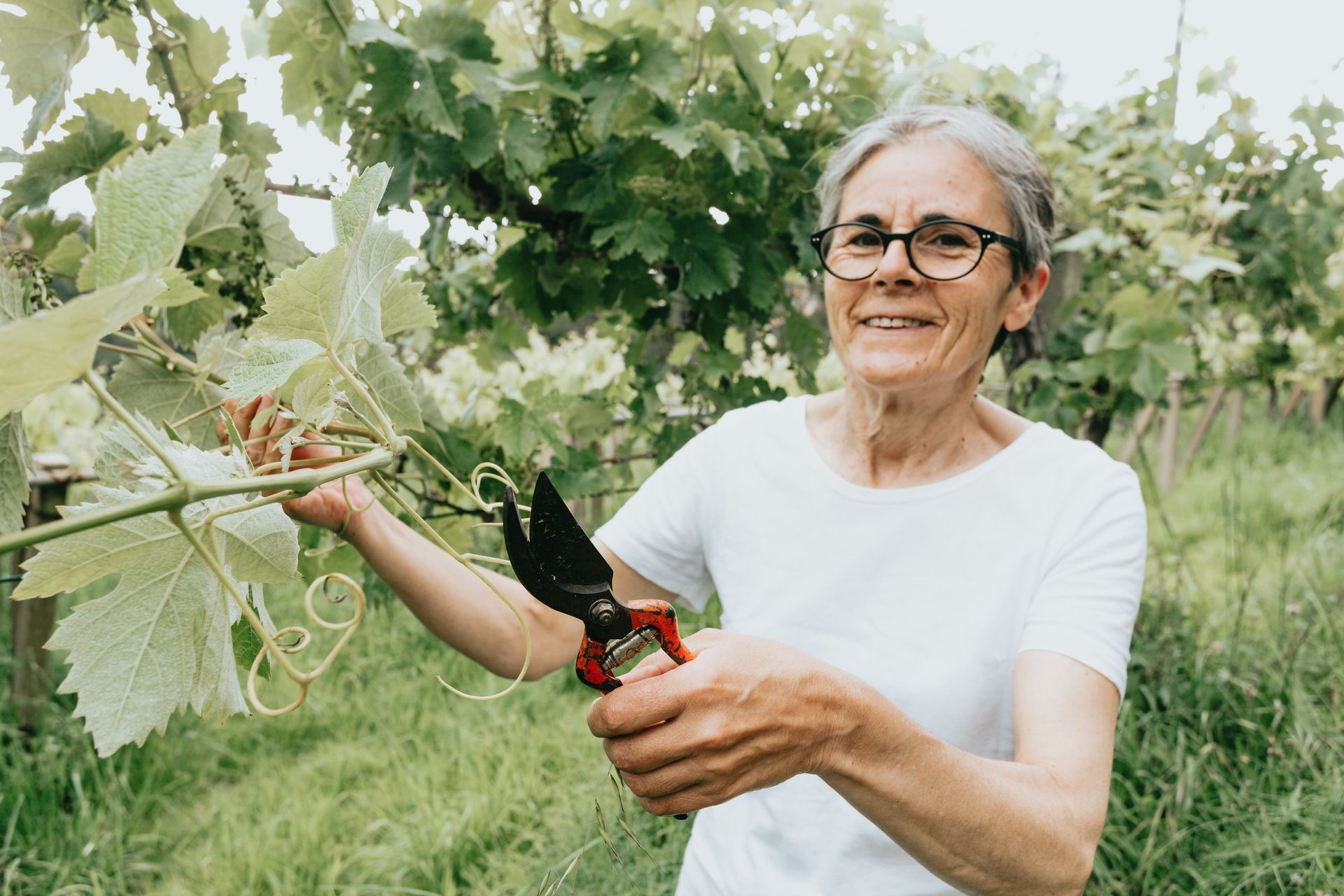 An elderly woman is cutting a vine with scissors in a vineyard.