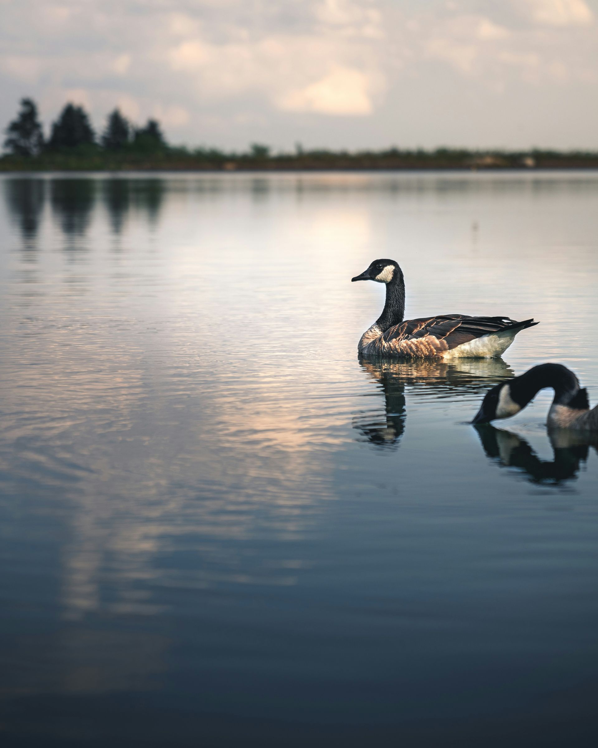 Two ducks are swimming in a lake with trees in the background