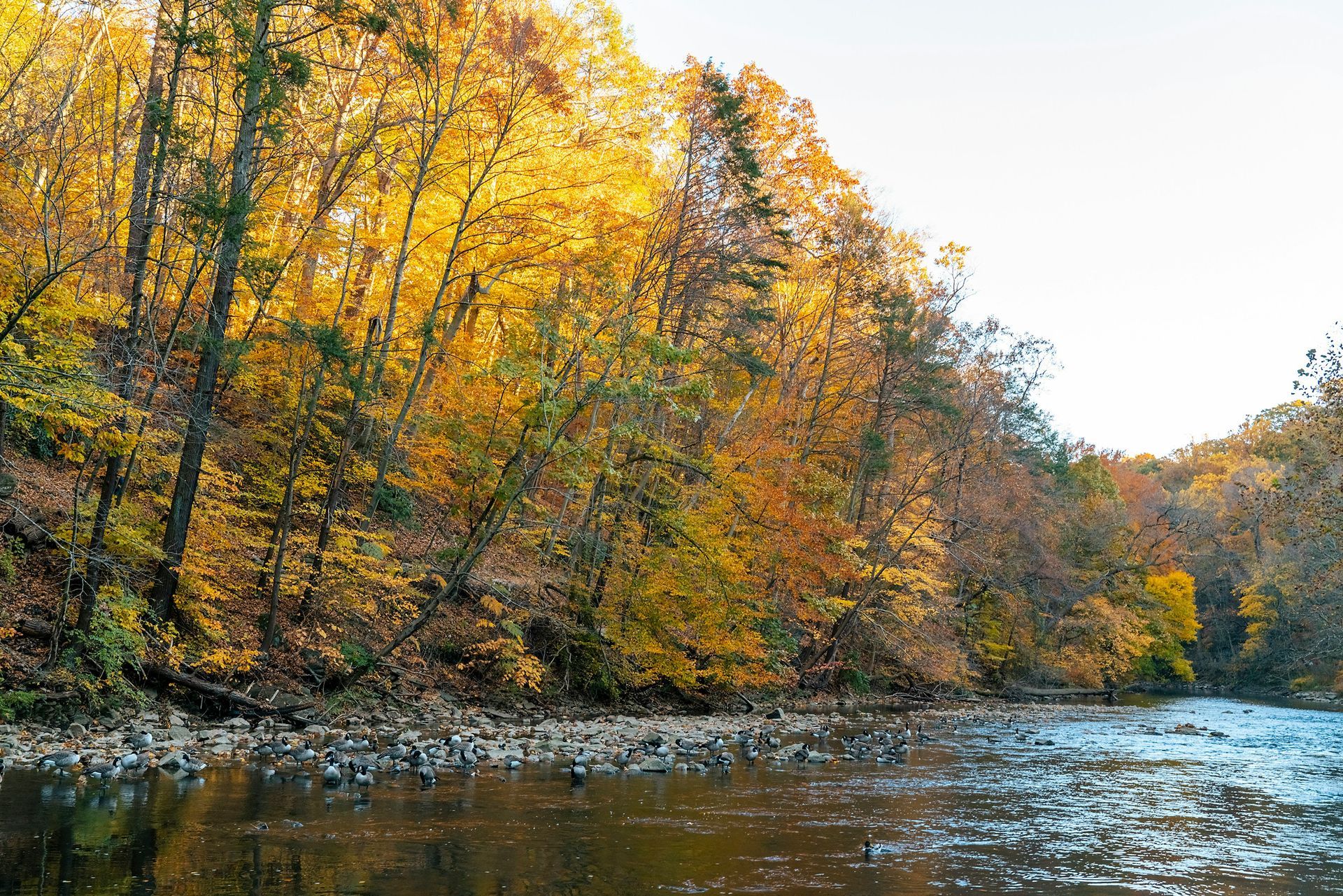 A river surrounded by trees with yellow leaves in autumn