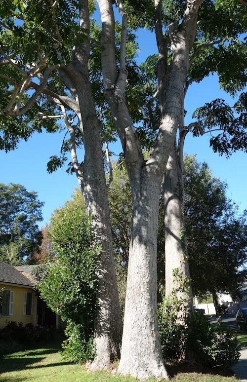Tall tree with light gray bark, green foliage, blue sky.